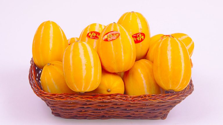 성주참외 판매를 위한 기본적인 지식