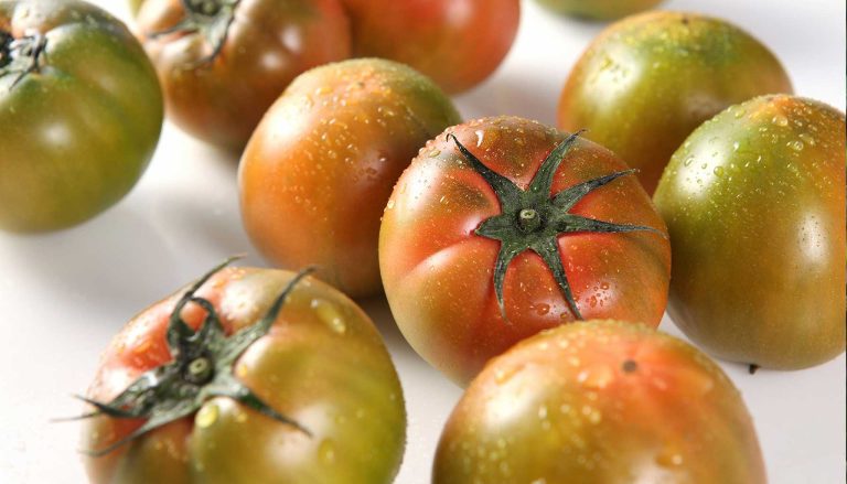 공급 대저토마토 상품구성과 특징